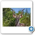 Addo NP - Kudu
