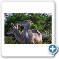 Addo NP - Kudu