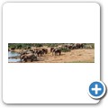 Addo NP - Elefant