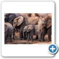 Addo NP - Elefant