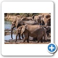 Addo NP - Elefant
