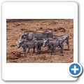 Addo NP - Warzenschwein