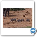 Addo NP - Warzenschwein