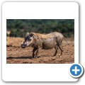 Addo NP - Warzenschwein