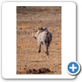Addo NP - Warzenschwein