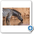 Addo NP - Zebra