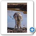 Addo NP - Zebra