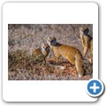 Addo NP - Manguste