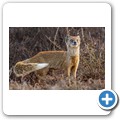 Addo NP - Manguste