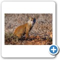 Addo NP - Manguste