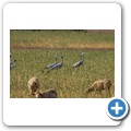Fahrt nach Robertson - Paradieskranich