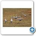 Fahrt nach Robertson - Paradieskranich
