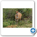 Sedgefield - Simbavati Fynbos on Sea Lodge - Buschbock
