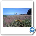 Sedgefield - Simbavati Fynbos on Sea Lodge