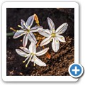 Sedgefield - Simbavati Fynbos on Sea Lodge