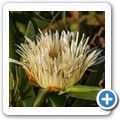 Sedgefield - Simbavati Fynbos on Sea Lodge
