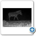 Sedgefield - Simbavati Fynbos on Sea Lodge - Zebra