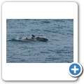 Seaview - Delfinsichtung vom Balkon aus!