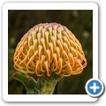 Van Stadens Wild Flower NR