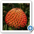 Van Stadens Wild Flower NR