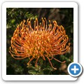Van Stadens Wild Flower NR