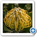Van Stadens Wild Flower NR