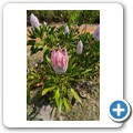 Van Stadens Wild Flower NR