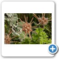 Van Stadens Wild Flower NR