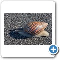 Gro&szlig;e Achatschnecke