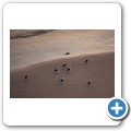 Maitland Beach - Sonnenuntergang