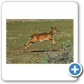 Kransplaas - Nyala Lodge - Nyala Antilope