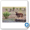 Kransplaas - Nyala Lodge - Nyala Antilope