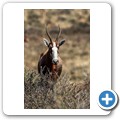 Camdeboo NP - Buntbock