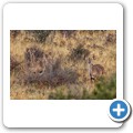 Kransplaas - Nyala Lodge - Game-Drive - Kudu