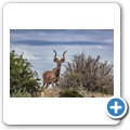Kransplaas - Nyala Lodge - Game-Drive - Kudu