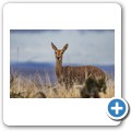 Kransplaas - Nyala Lodge - Game-Drive - Riedbock