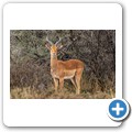 Kransplaas - Nyala Lodge - Game-Drive