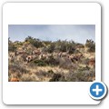 Kransplaas - Nyala Lodge - Game-Drive - Oryx