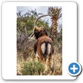 Kransplaas - Nyala Lodge - Game-Drive - Rappenantilope