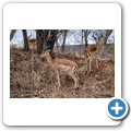 Grietjie Private NR - Impala