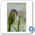 Umgede Hide - Libelle