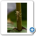 Umgede Hide - Libelle