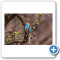 Umgede Hide - Blauastrild