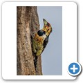 Umgede Hide - Haubenbartvogel