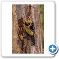 Umgede Hide - Haubenbartvogel