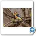 Umgede Hide - Haubenbartvogel