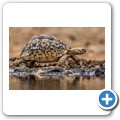 Umgede Hide - Pantherschildkr&ouml;te