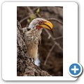 Umgede Hide - Gelbschnabeltoko