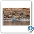 Umgede Hide - Blauastrild