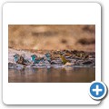 Umgede Hide - Blauastrild